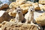 CAIRN TERRIER 072